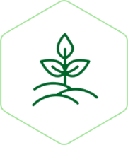 100% Planta
